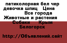 патиколорная бел/чер девочка шпиц › Цена ­ 15 000 - Все города Животные и растения » Собаки   . Крым,Белогорск